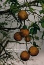 Omslag: Eine Pinot Grigio, Bitte